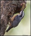 _2SB5358 red-breasted nuthatch